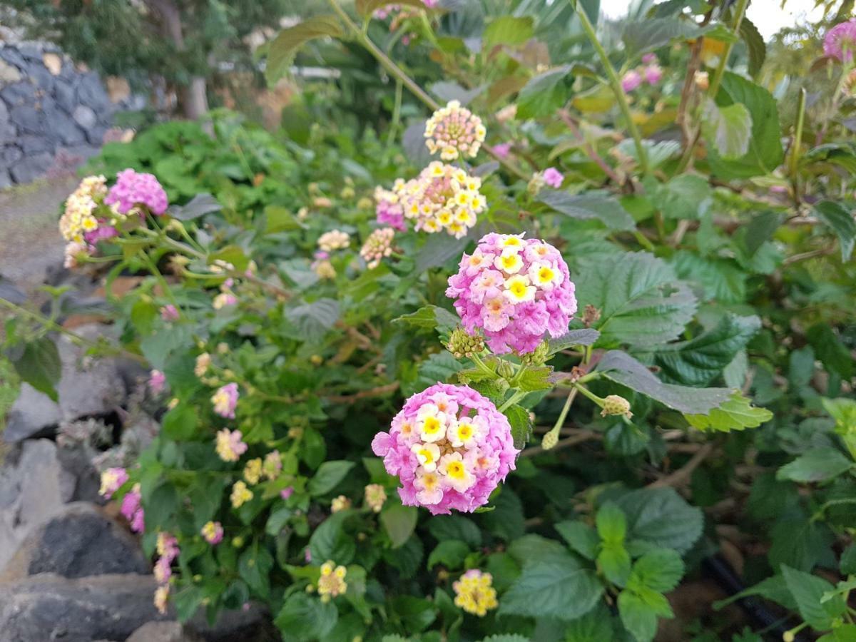 Bungalows Aldani 蒂哈拉费 外观 照片